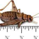 crickets for reptiles