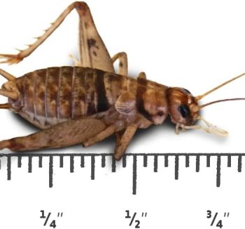 crickets for reptiles