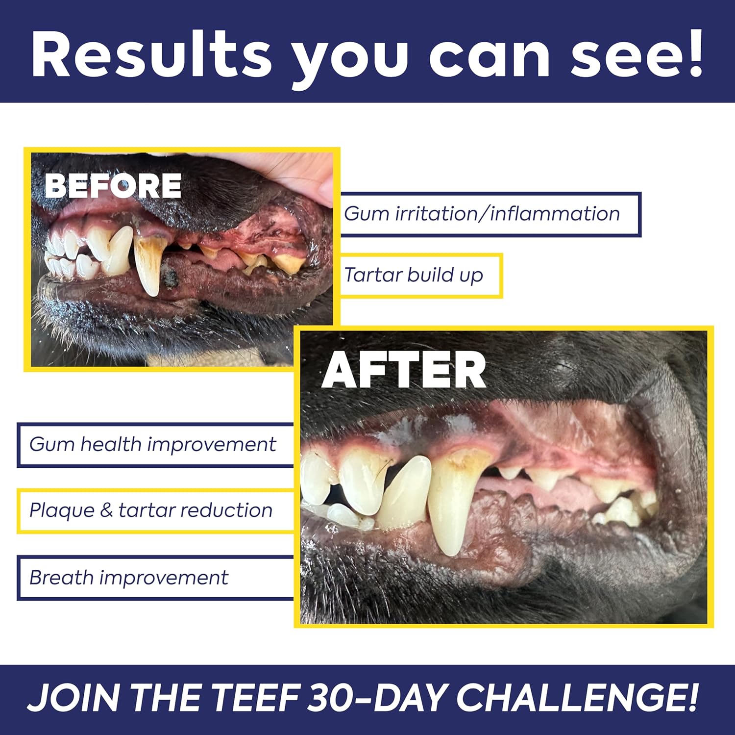 Teef For Life Protektin42+K Plant-Derived Daily Dental Care for All Pets (Sodium-Free), Prebiotic Dental Powder, Naturally Fights Plaque and Tartar, Kit with 90 Servings - Happypetzone.online - Image 4