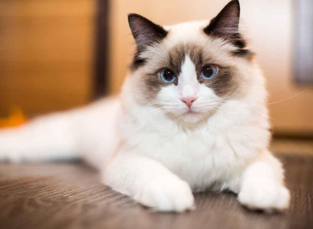 Getting to Know the Ragdoll Cat and Its Coat Care
