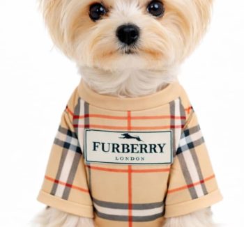 dog apparel luxury