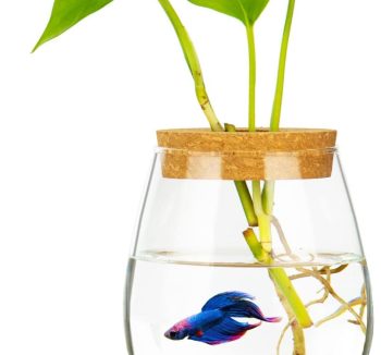 small fish tank desktop