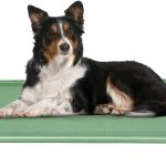 raised dog bed outdoor