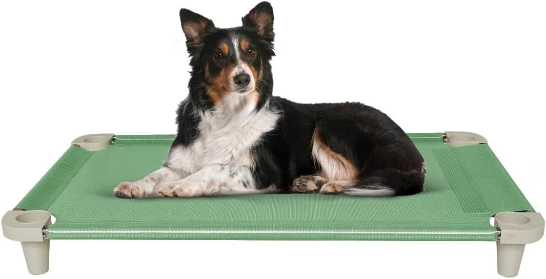 raised dog bed outdoor