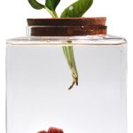 small fish tank desktop