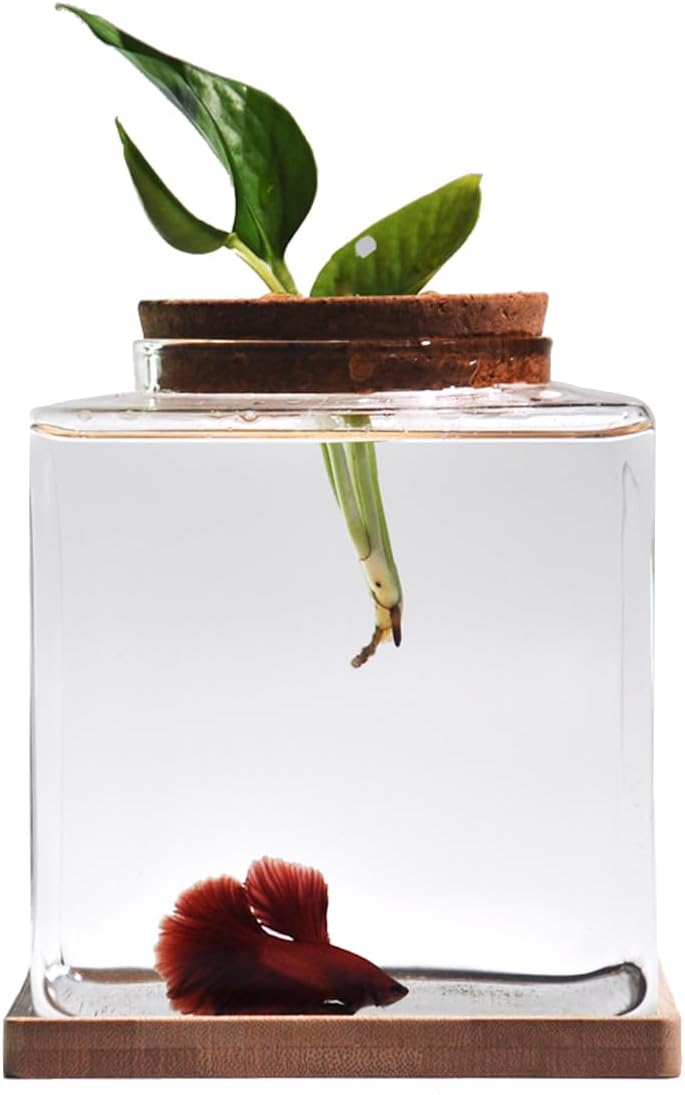 small fish tank desktop