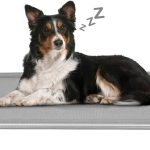 raised dog bed outdoor