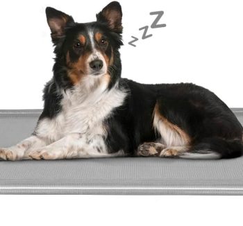 raised dog bed outdoor