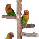 bird perch for small birds