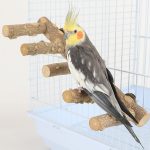 bird ladder perch