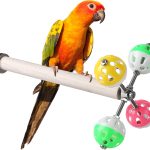 bird toys interactive