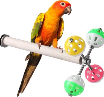 bird toys interactive