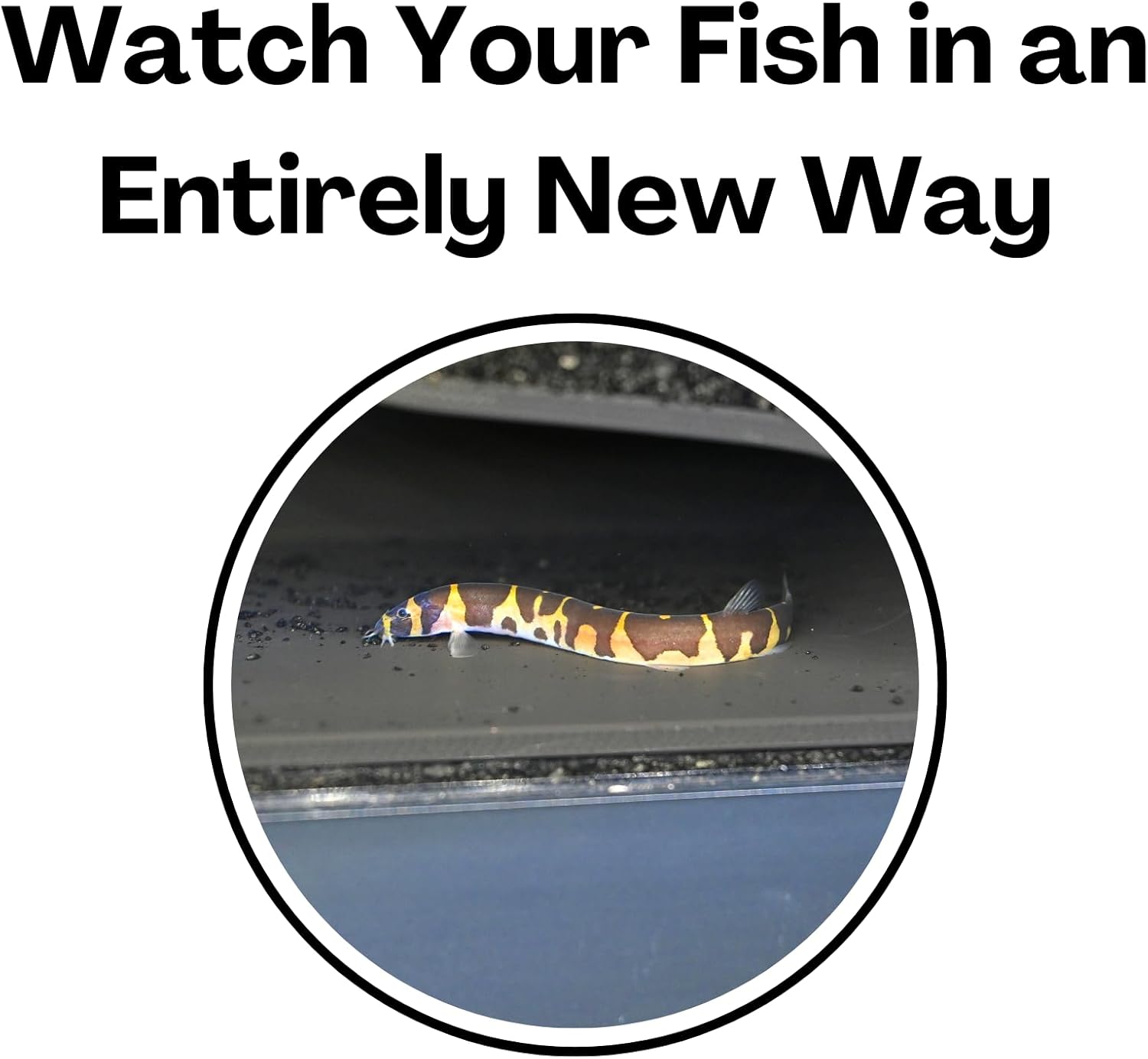 Aquarium Underground Tunnel Cave Natural Curve | Viewing Fish & Shrimp Under Gravel Tunnel | Fish Tank Decor Decoration Hideout Perfect for Corydora Catfish, Kuhli Loach, Clown Loach, Pleco - Happypetzone.online - Image 5