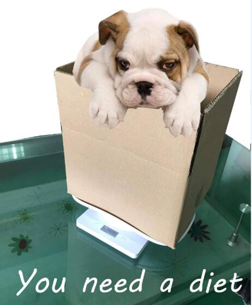 Digital Pet & Food Multi-Function Scale, 22 Pound Capacity Accurate Scale for Baby, Puppy, Cat & Small Animals - Happypetzone.online - Image 7