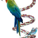 bird toys ropes