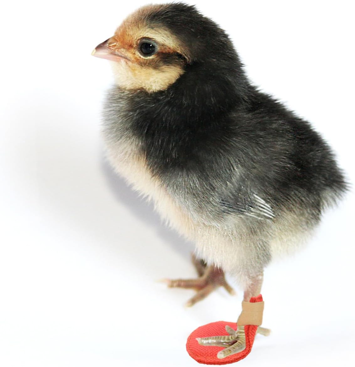 2 Pack Chick Hobble Brace Chick Splay Leg Brace for Newly Hatched Chicks Baby Goslings Juvenile Birds - Happypetzone.online - Image 5