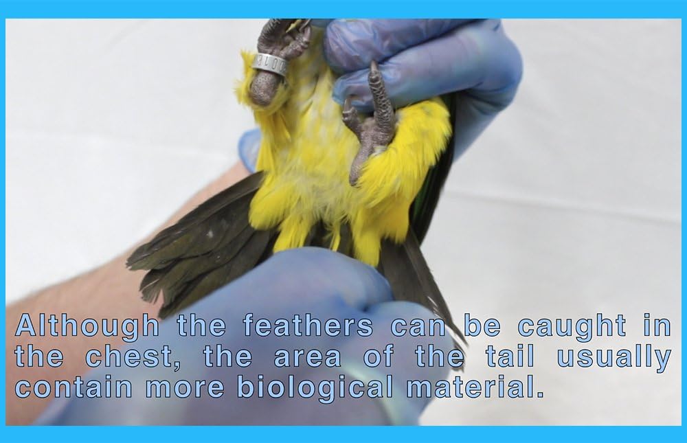 Parrot DNA Gender Test – Bird Sexing Kit for African Grey, Macaw, Budgerigar, Lovebird, Cockatoo, Indian Ringneck. Avian Gender Reveal. Trusted lab Service Based in The USA - Happypetzone.online - Image 2
