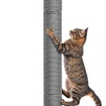 cat scratching post