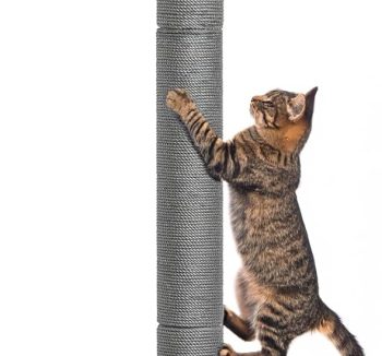 cat scratching post