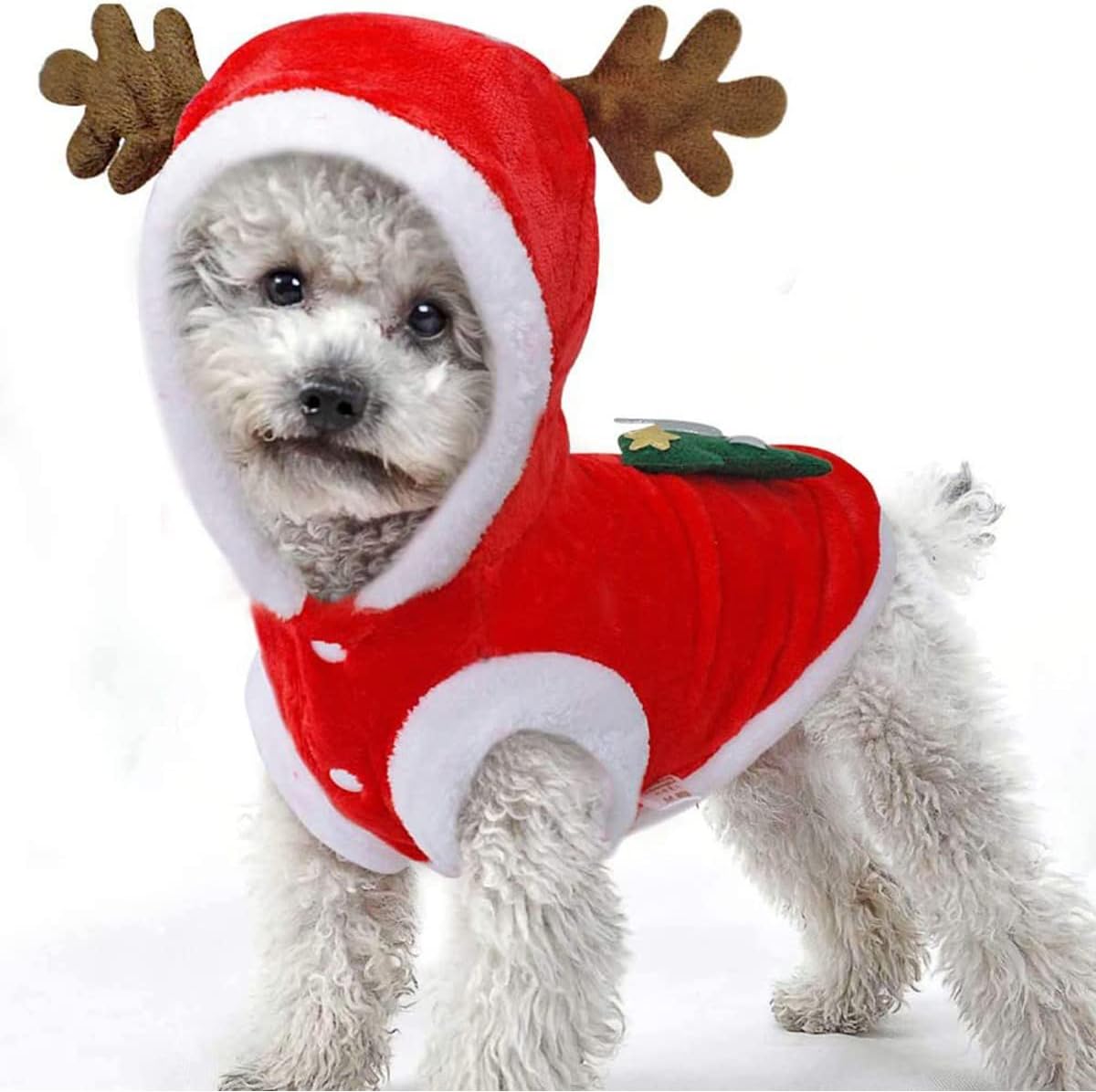 dog christmas outfit