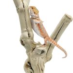 reptile climbing logs