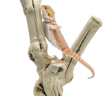 reptile climbing logs