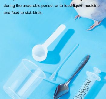 bird care essentials