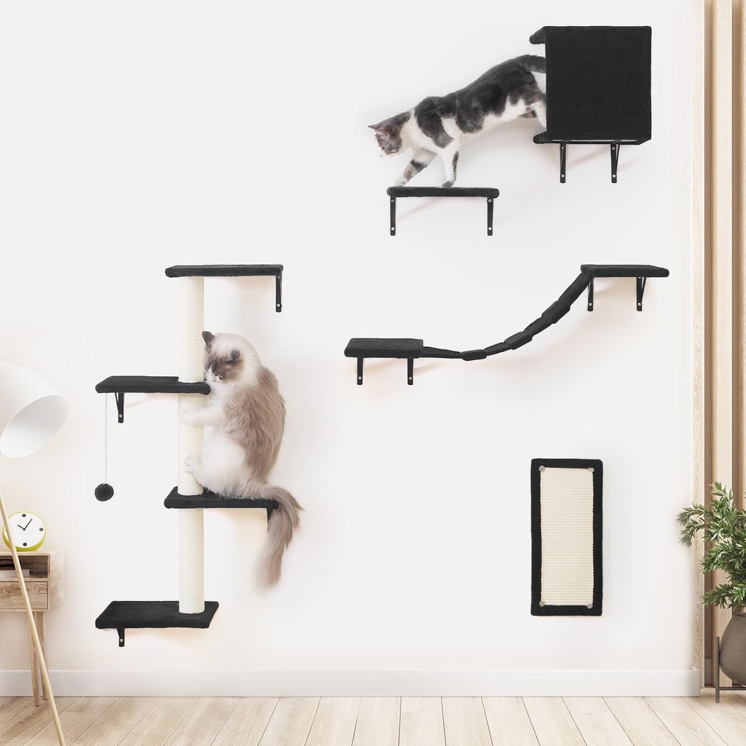 cat climbing furniture