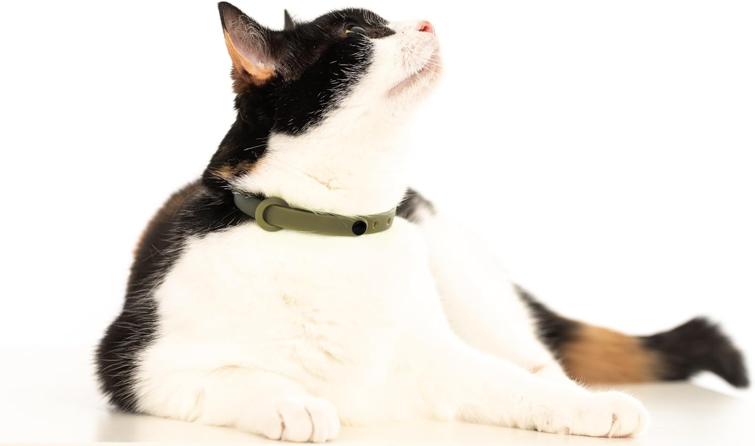 Breakaway Cat Collar - Soft, Comfortable, and Lightweight Safety Buckle Collar with Name Tag Ring for Outdoor Cats and Sensitive Skin Kittens by Nuvuq (6 ⅞" to 10 ¼", Green) - Happypetzone.online - Image 7