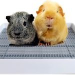 rabbit litter box setup