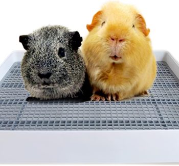 rabbit litter box setup