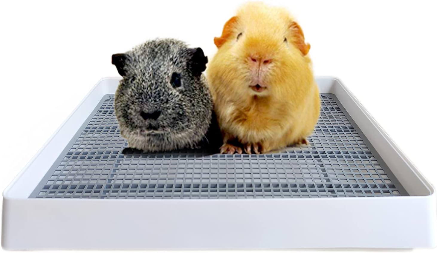 rabbit litter box setup