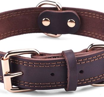 dog collar leather