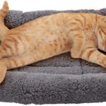 cat bed indoor