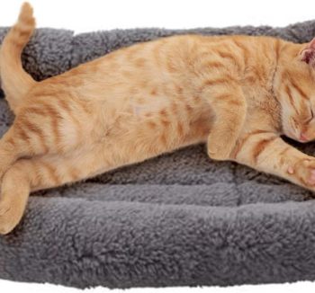 cat bed indoor