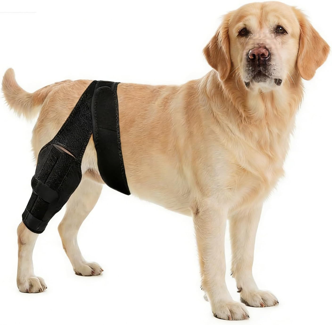 senior dog supplements