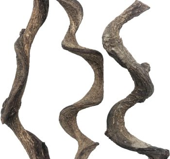 reptile climbing branch