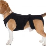 dog hip and joint care