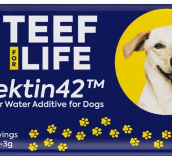 dog food salmon formula