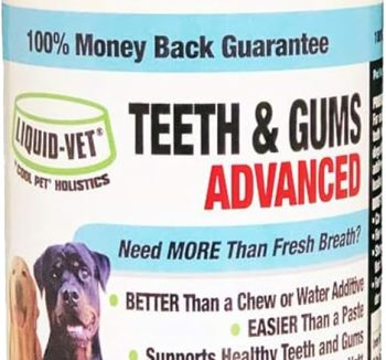 dog food for senior dogs