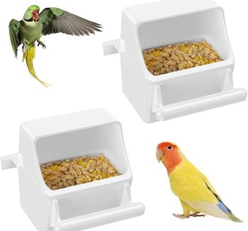 canary bird food