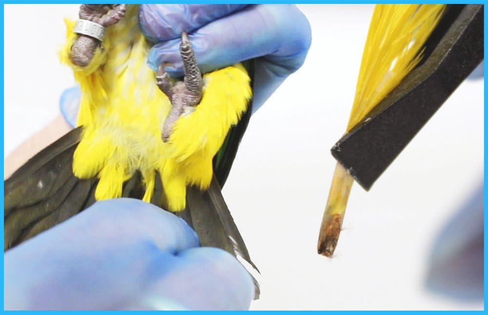 Parrot DNA Gender Test – Bird Sexing Kit for African Grey, Macaw, Budgerigar, Lovebird, Cockatoo, Indian Ringneck. Avian Gender Reveal. Trusted lab Service Based in The USA - Happypetzone.online - Image 5