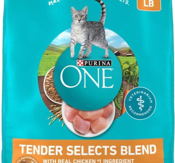 best dry cat food