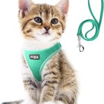 cat leash training