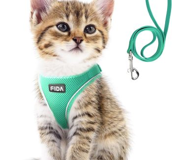 cat leash training