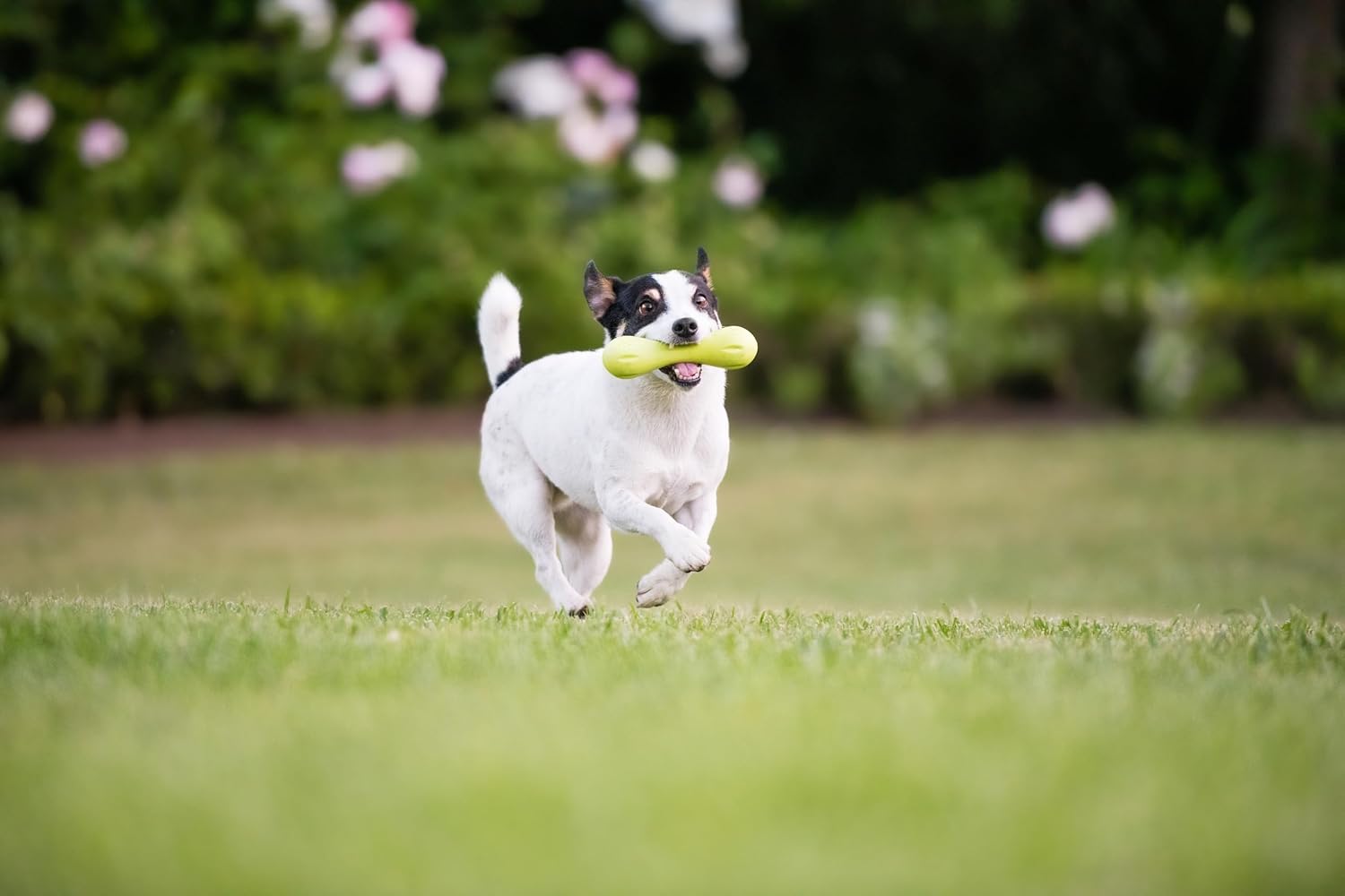 WEST PAW Zogoflex Hurley Dog Bone Chew Toy – Floatable Pet Toys for Aggressive Chewers, Catch, Fetch – Bright-Colored Bones for Dogs – Recyclable, Dishwasher-Safe, Non-Toxic, Small, Granny Smith - Happypetzone.online - Image 4