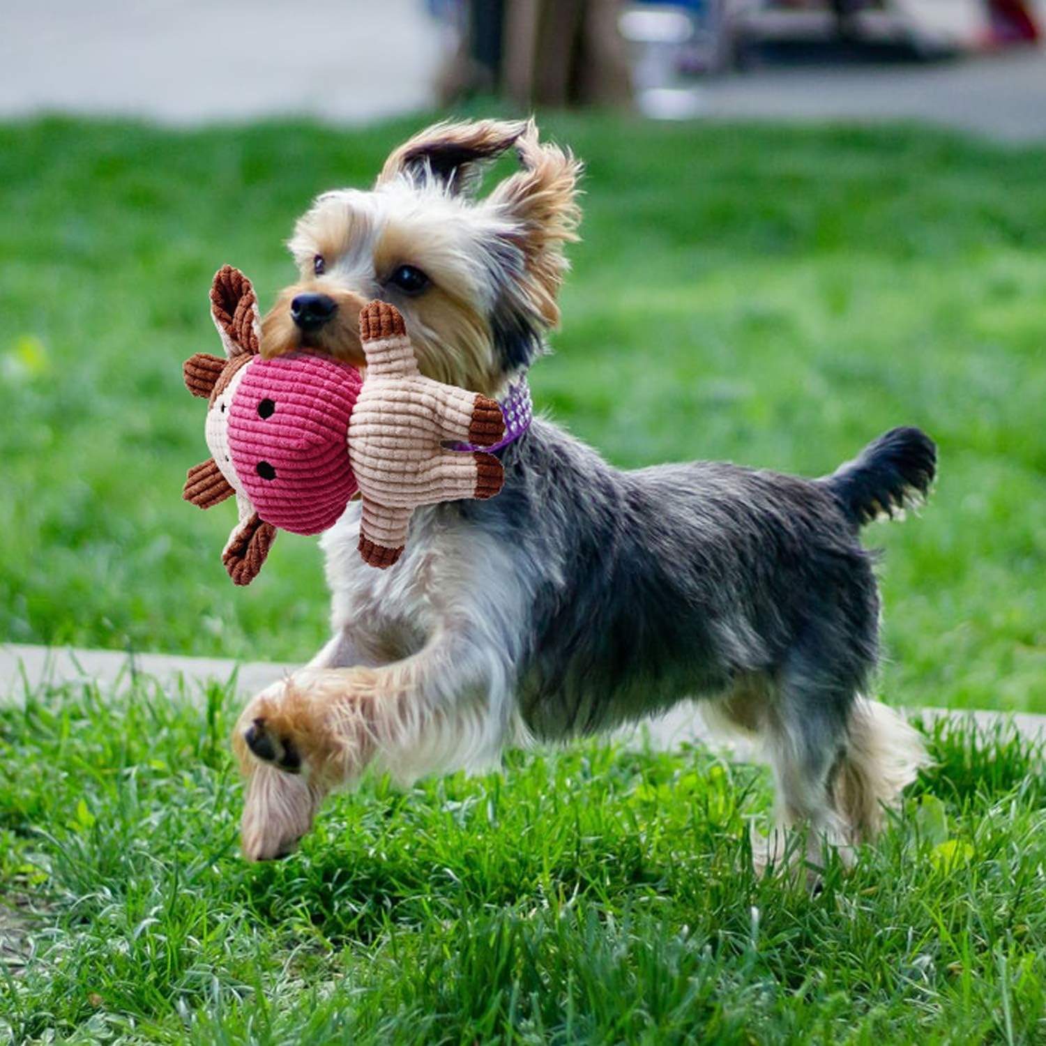 Toozey 7 Pack Small Dog Toys, Puppy Teething Toys, Durable Ropes Chew Toys, Cute Calf Squeaky Dog Toys, Non-Toxic and Safe - Happypetzone.online - Image 8
