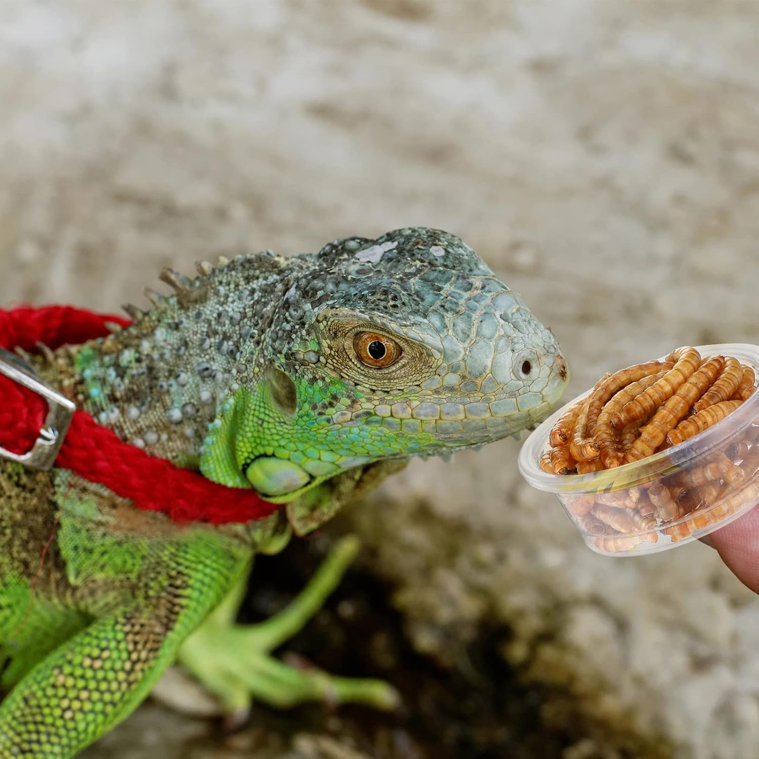 EBOOT 500 Pcs Plastic Feeder Cups - Reptile Water & Food Bowls for Gecko, Lizards, Tarantula & Other Small Pets (0.5oz) - Happypetzone.online - Image 7