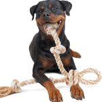 dog fetch toys
