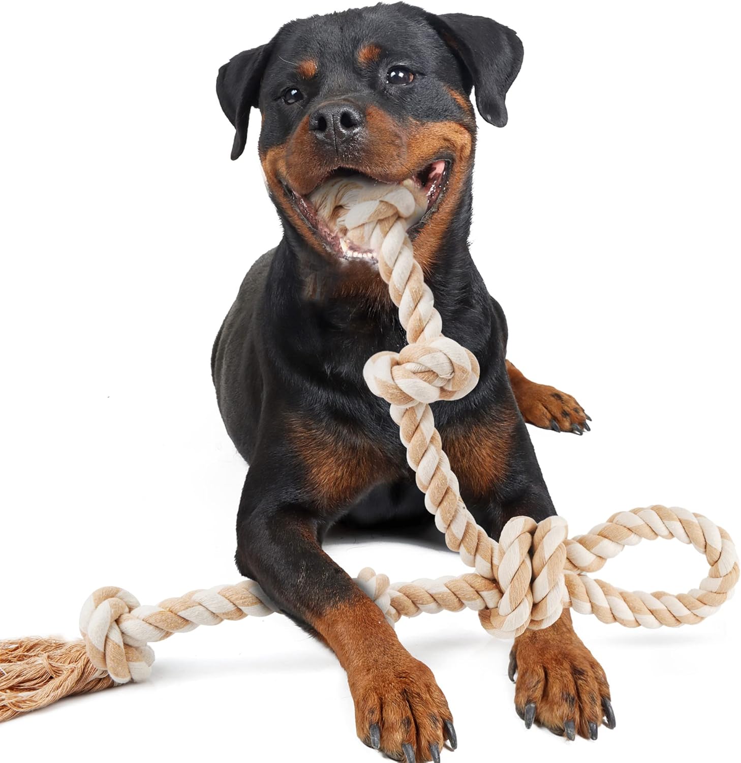 dog fetch toys